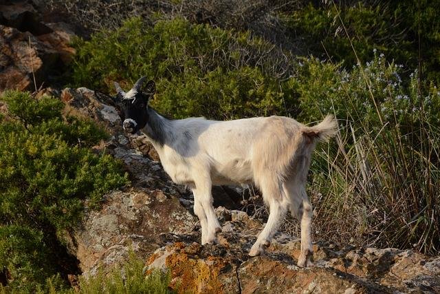 Aldatma 101 Rehberi: Erkekler Neden Bundan Hoşlanır ve Bir Erkeği Nasıl Aldatabilirsiniz 3 'Cuckolding' Yoluyla Daha Derin Bir Bağ: İlişkinizi Nasıl Kurabilirsiniz?